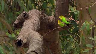 budgies in wild [upl. by Araiet]