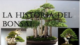 LA HISTORIA DEL BONSAI POR CAESARCOM [upl. by Kyne542]