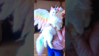 shortvideo catpetschannel catvideos funny ytpets funnyanimal pets funnypetschannel [upl. by Donall]