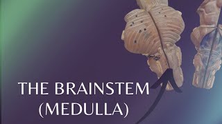 The Brainstem  Medulla  External features of Medulla [upl. by Biancha]