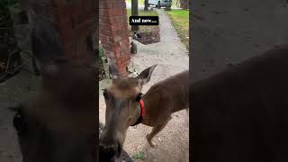 The beautiful act of two men trying to rescue a poor deer from a busy street deer babydeer short [upl. by Diraf869]