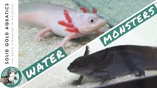 I Got Axolotls from a Fan  Unboxing My New Pets [upl. by Ahseiuqal]