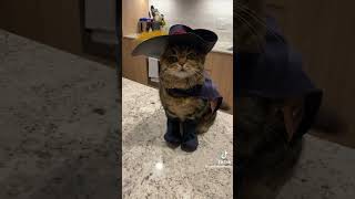 Funny Cat Dressed As Puss In Boots shrek cat funny [upl. by Akinej]