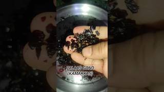 Palaas Gond recipe Back pain Remedy Kamarkas recipe rizwanasjourney shorts shortvideo [upl. by Rimas]