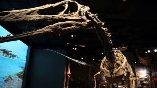 Ultimate Dinosaurs at the Science Museum of Minnesota [upl. by Elatnahc]