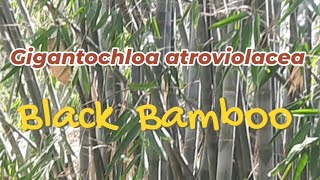 Gigantochloa atroviolaceaBlack Bamboo Java Black Bamboo [upl. by Orelia689]