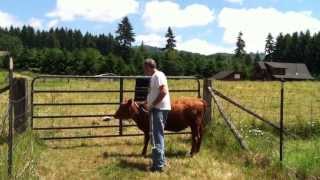 Teaching our Calf to Lead  Part 2 of 6 real time [upl. by Earleen]