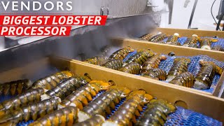 How the Largest Lobster Company in Maine Processes Over 600000 Pounds per Week — Vendors [upl. by Arie854]