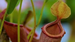 Pitcher Plants  How to Water Prune and Maintain [upl. by Everett]