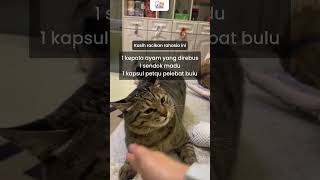 Cara Murah dan Alami Melebatkan Bulu Kucing Kampung kucinglucuiimut kucinglucu [upl. by Gearard586]