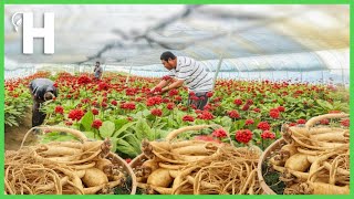 How Korean Produces Ginseng Worlds Most Expensive Root  Ginseng Cultivation HappyFarm85 [upl. by Eneleh]