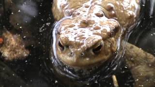 Crapaud commun  Common toad 3 [upl. by Ok]