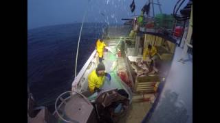 Skreifiske i Lofoten med MS Repsøy  Cod fishing in Lofoten Norway with MS Repsøy [upl. by Treblihp]