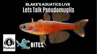 Episode 10  Every Pseudomugil  Talking Blue Eyed Rainbowfish  Blakes Aquatics Live Bites [upl. by Sternick244]