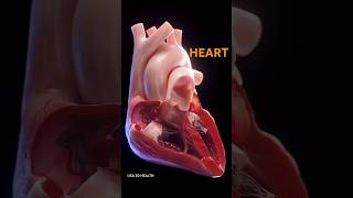 Understanding the Heart🫀🫀 Structure and Function of Its Four Chambers shorts [upl. by Hermann]