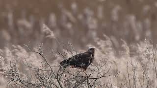 Marsh Harrier [upl. by Brennen]