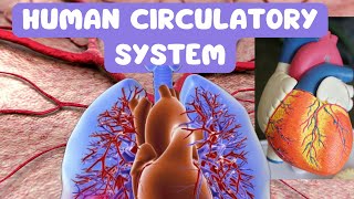 Human Circulatory System  Heart Arteries Veins and Capillaries Pt1 [upl. by Breeze]