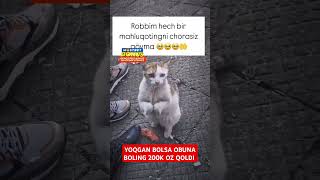 YOQGAN BOLSA OBUNA BOLING 200K OZ QOLDI 👍❤️ shorts tiktok reels funny istagram rek like 1m [upl. by Pollitt993]