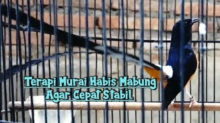 OCEHAN MURAI BATU HABIS MABUNG MEMULIHKAN DENGAN CEPAT BIKIN STABIL amp GACOR LAGI [upl. by Yelsgnik]