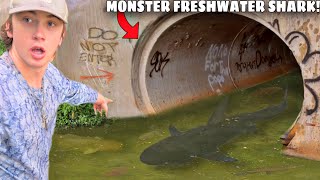 I Caught a MONSTER Freshwater Shark [upl. by Melvin]