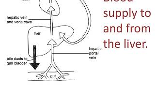 Liver structure and function [upl. by Iggie]