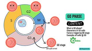 G0 Phase of Cell Cycle or Quiescent phase in 3 Minutes [upl. by Hedges]