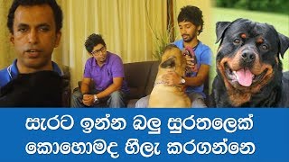 How to training your dog  Sinhala  AAYU TV [upl. by Garcon]