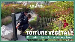 ECOVEGETAL soccupe de lentretien de vos toitures végétales [upl. by Sivram758]