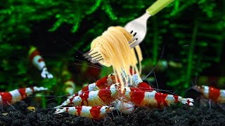 Do Shrimps Eat Spaghetti [upl. by Nanda]