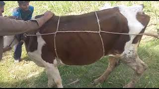 Reuffs Method For Restraining Cattle [upl. by Masry]