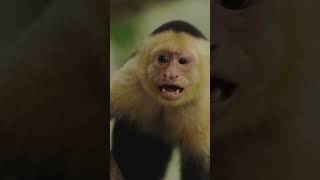 Monkeys Vs Apes [upl. by Darlene]