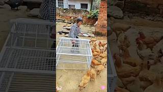 Amazing birds Cage 😱😱😱youtubeshorts shortsviral cagetrap cage [upl. by Yrneh312]