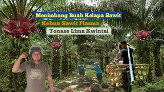 Menimbang Buah Kelapa Sawit Plasma ❗ Tonase Lima Kwintal [upl. by Chet442]