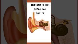 Anatomy of Ear Part 2  Anatomy of middle Ear  Content of middle Ear  Auditory Osciles [upl. by Carry614]