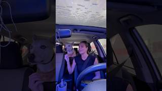 Taking my dog through a car wash 🐶🧼dogshorts dog pets carwash vlog funny funnyvideo puppy [upl. by Bonnice]