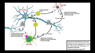 Amyotrophic Lateral Sclerosis ALS  Mechanism of Neuron Death [upl. by Akins]