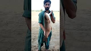 Big rohu fish catching fishinginpakistan fishing [upl. by Anerec285]