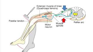 Principles of deep tendon reflex [upl. by Eselrahc952]