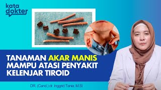 TANAMAN AKAR MANIS MAMPU ATASI PENYAKIT KELENJAR TIROID  KATA DOKTER [upl. by Anerbas950]