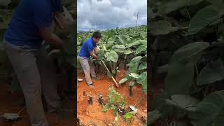 Please 🙏Please Subscribe my Friends❤️ Fress eddoes forming mostCertifying satisfying agriculture [upl. by Obeded52]