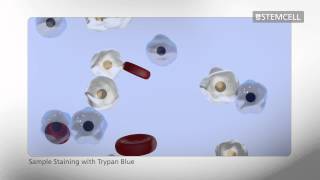 How to Count Cells Using a Hemocytometer [upl. by Inaboy]