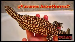 Varanus Acanthurus [upl. by Aenet]