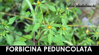 PILLOLE ETNOBOTANICHE  Forbicina peduncolata [upl. by Eraste]