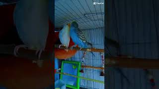 বাজিগর পাখি birds bdbirdslover7374 bdbird [upl. by Terraj]