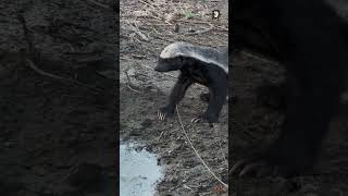 Honey Badger Has A Drink wildlife africanwildlife animals [upl. by Abrahan]