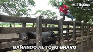 BAÑANDO UN TORO BRAVO [upl. by Clyte]