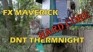 GREY SQUIRREL CONTROL WITH AIR RIFLE UP CLOSE Graphic footage [upl. by Notned]