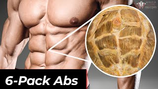 The Anatomy of 6Pack Abs How They Work amp How To Train Them [upl. by Eiramaliehs]