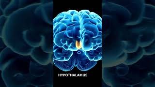 STRUCTURE OF HYPOTHALAMUS  FUNCTIONS amp LOCATION OF HYPOTHALAMUS  MOLECULAR MYSTERIES [upl. by Drarehs927]