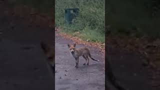 Nonsuch Park’s Hidden Residents Fascinating Urban Foxes🦊 wildlifeanimallover explorewildanimals [upl. by Russi]